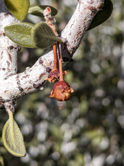 Ceanothus pauciflorus