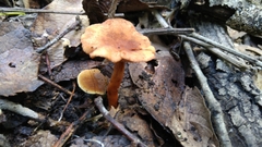 Lactarius strigosipes