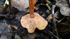 Lactarius strigosipes