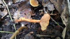 Lactarius strigosipes