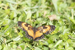 Chlosyne lacinia saundersi
