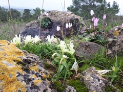 Iris palaestina