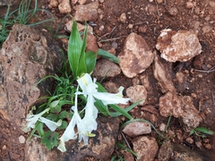 Iris palaestina