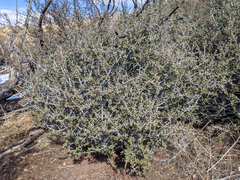 Ceanothus pauciflorus