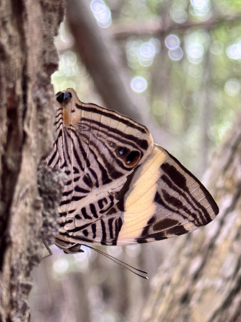 Colobura Colobura dirce dirce from Calle Carrizales, Manzanillo, Col., MX on ...