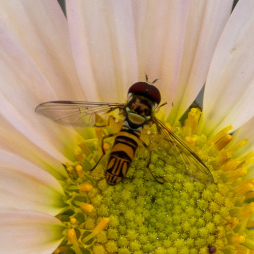 Unknown species found near University, Louisville, KY, USA