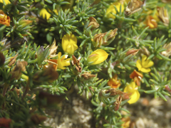 Aspalathus juniperina