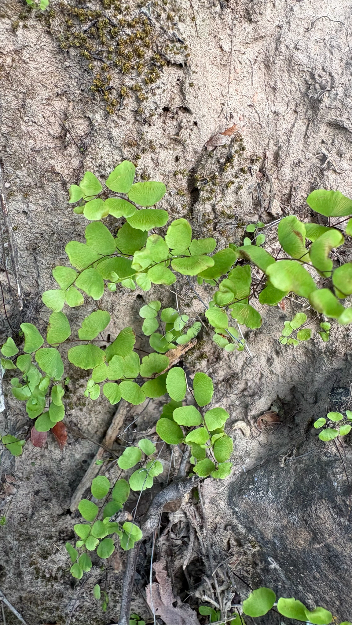 Adiantum deflectens Mart.