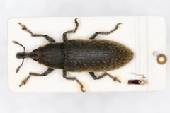Lixus cardui
