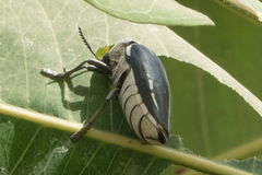 Sternocera interrupta