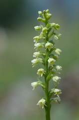 Pseudorchis albida tricuspis