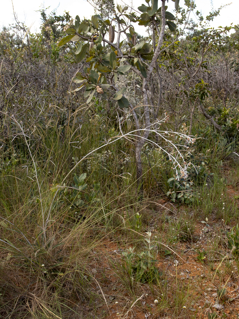 Lessingianthus secundus