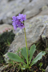 Primula latifolia