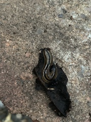 Bipalium pennsylvanicum