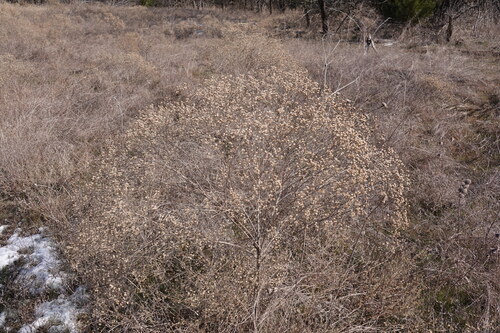 Amphiachyris dracunculoides, photograph 6