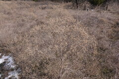 Amphiachyris dracunculoides, photograph (c) John Thomlinson, some rights reserved (CC BY)