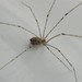 Tailed Cellar Spider - Photo (c) David Bruns, some rights reserved (CC BY-NC), uploaded by David Bruns