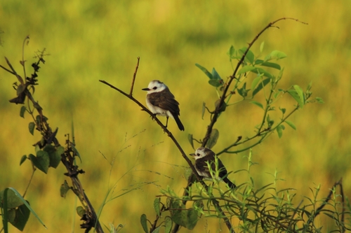 White-headed Marsh Tyrant (Arundinicola leucocephala), photo 4
