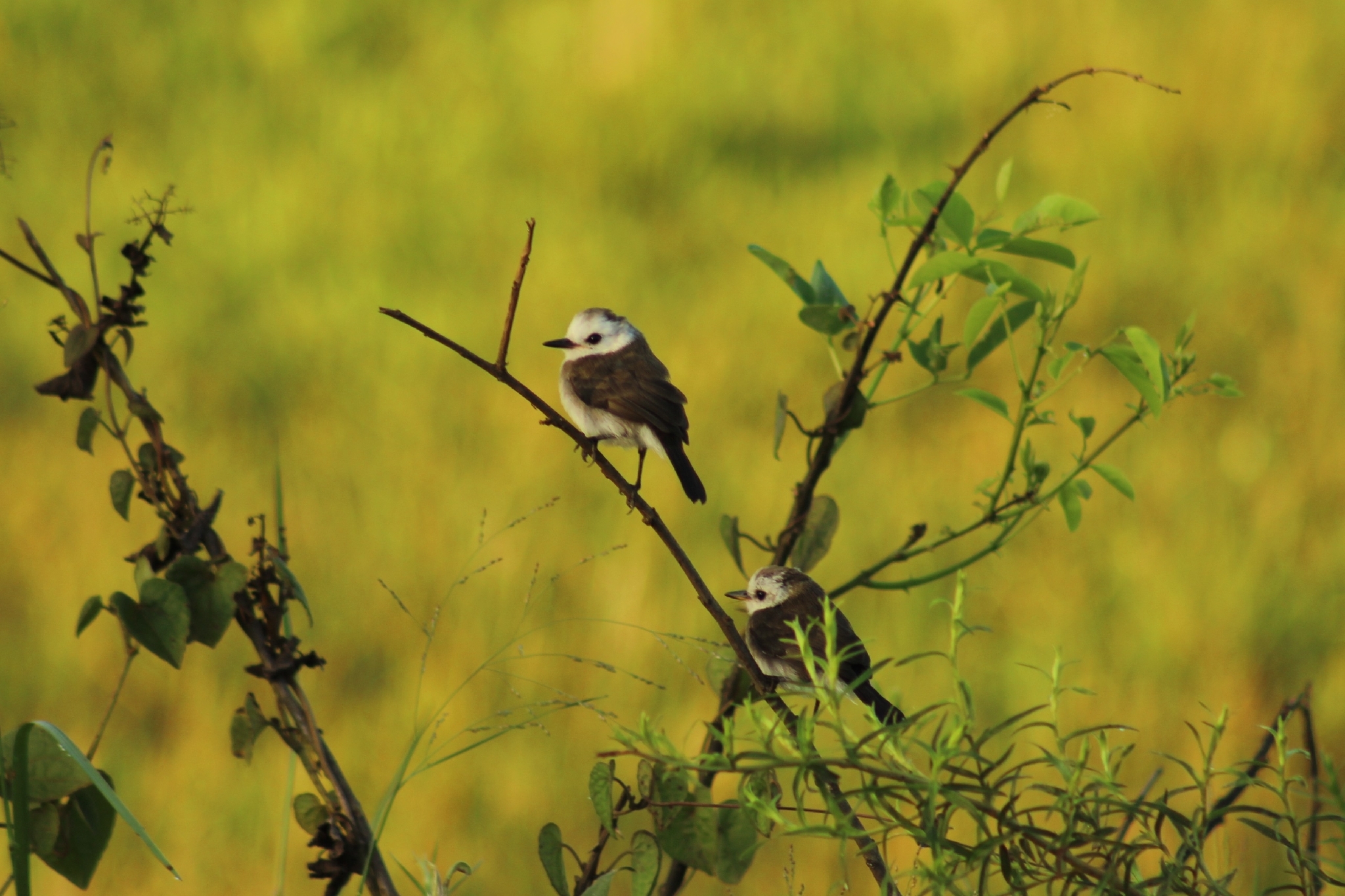 White-headed Marsh Tyrant (Arundinicola leucocephala), photo 4