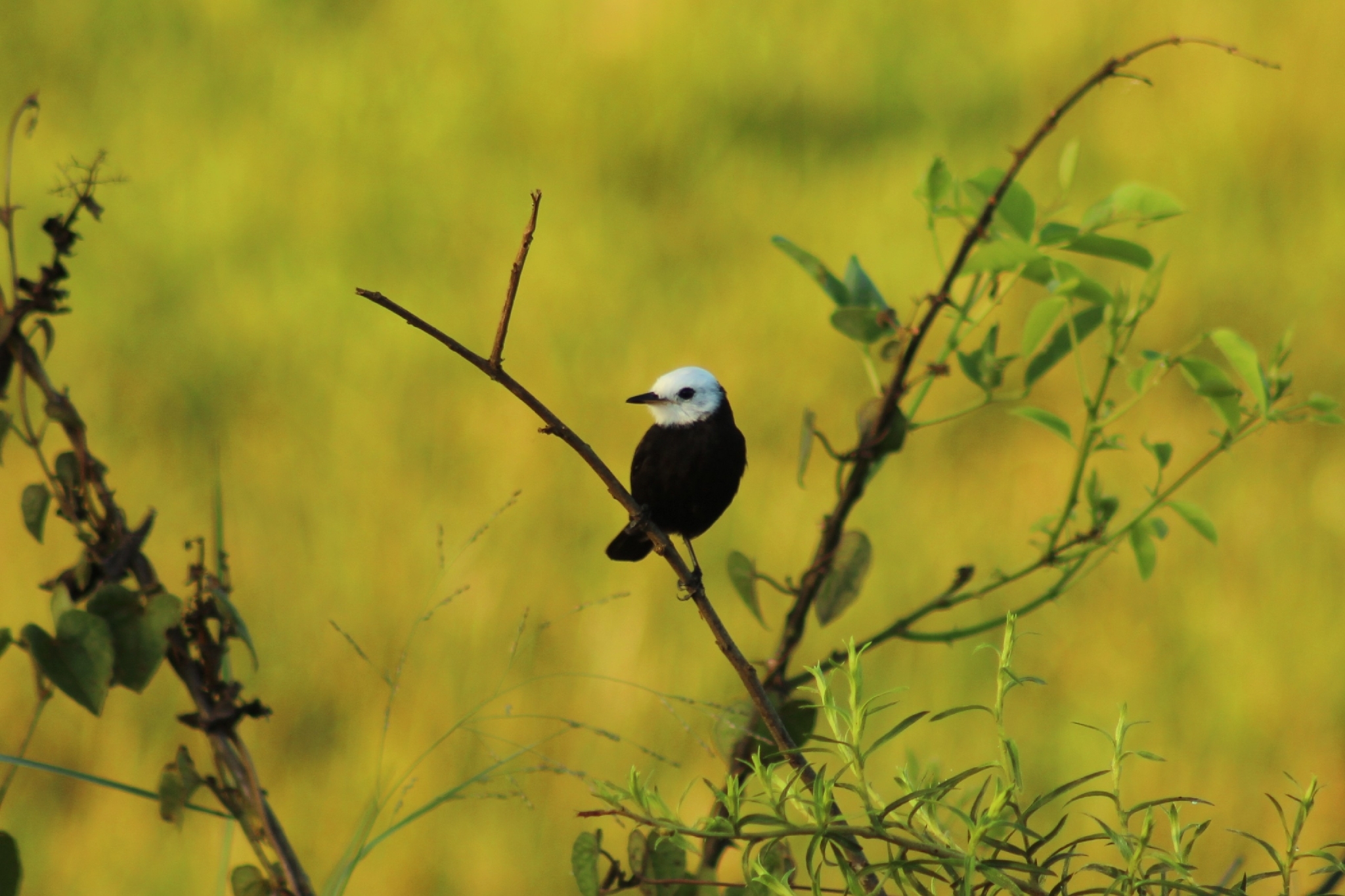 White-headed Marsh Tyrant (Arundinicola leucocephala), photo 5