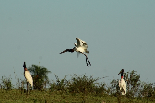 Jabiru (Jabiru mycteria), photo 7