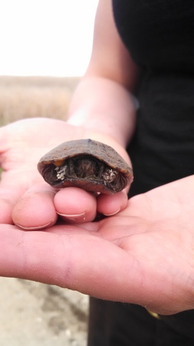 Kinosternon subrubrum