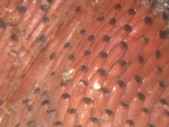 Watersipora subtorquata