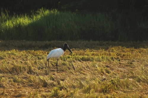 Jabiru (Jabiru mycteria), photo 8