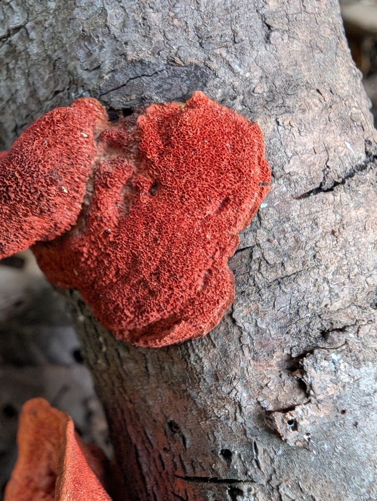 Trametes coccinea · January 2026 · photo: © atsushi_nakajima_cirque (iNaturalist, cc-by)