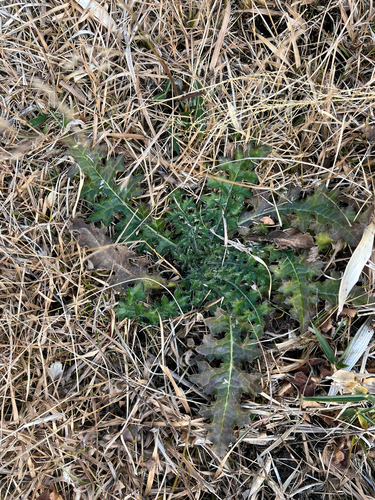 Cirsium dipsacolepis iNat (1)