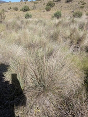 Poa labillardierei, photograph (c) Corin, some rights reserved (CC BY)