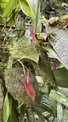 Restrepia brachypus