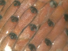 Watersipora subtorquata