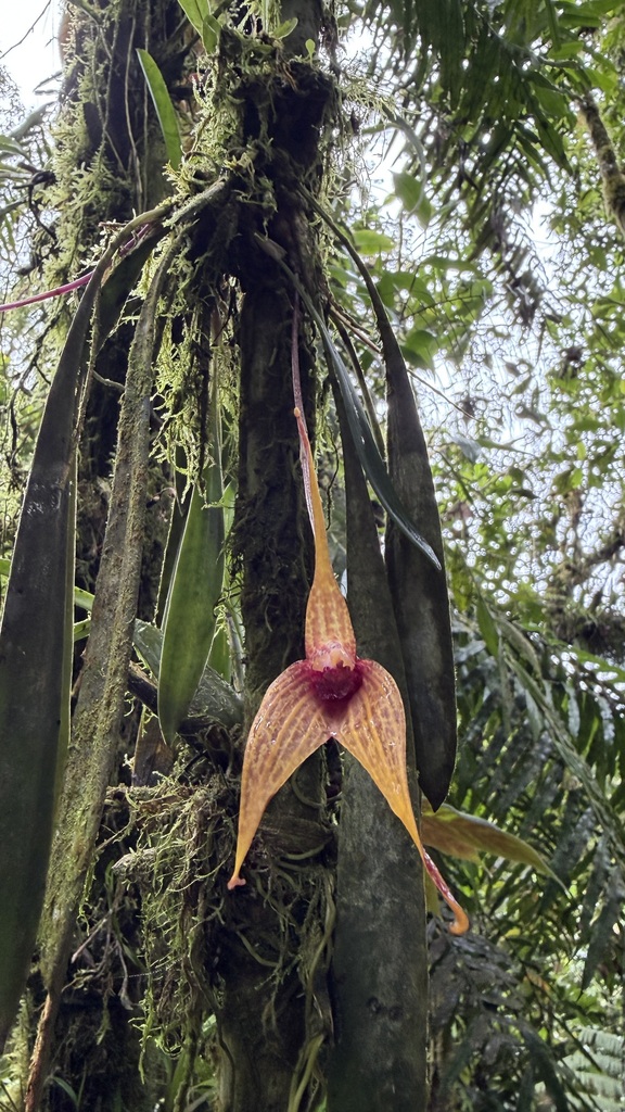 Masdevallia caesia