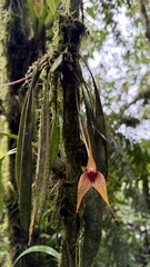 Masdevallia caesia