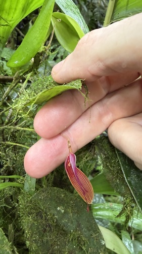 Restrepia brachypus, photograph 3