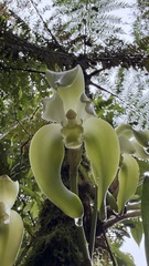 Josh Noseworthy, CC BY, iNaturalist via GBIF Ida fimbriata, photograph Josh Noseworthy, CC BY, iNaturalist via GBIF
