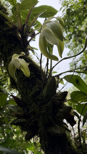 Ida fimbriata, photograph 3
