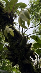 Josh Noseworthy, CC BY, iNaturalist via GBIF Ida fimbriata, photograph Josh Noseworthy, CC BY, iNaturalist via GBIF