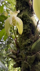 Ida fimbriata, photograph Josh Noseworthy, CC BY, iNaturalist via GBIF