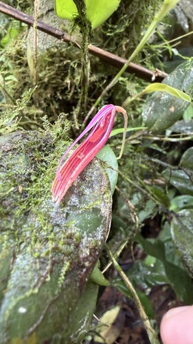 Short-Stalked Restrepia (Restrepia brachypus)