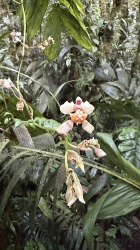 King Midas’s Orchid (Cyrtochilum midas)