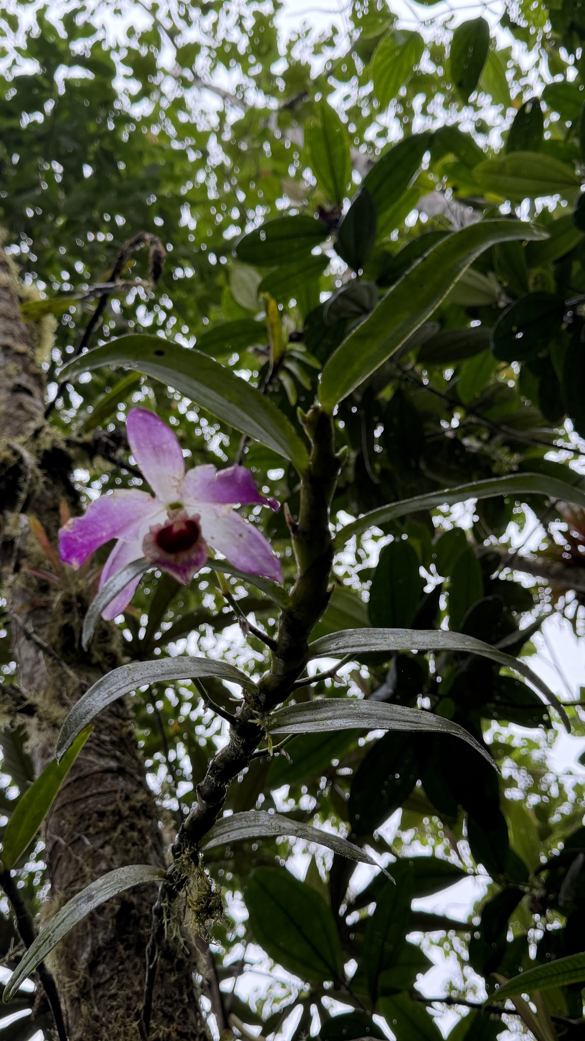Noble Dendrobium (Dendrobium nobile)