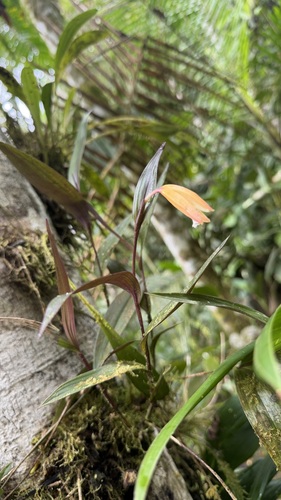 Sobralia crocea, photograph 1