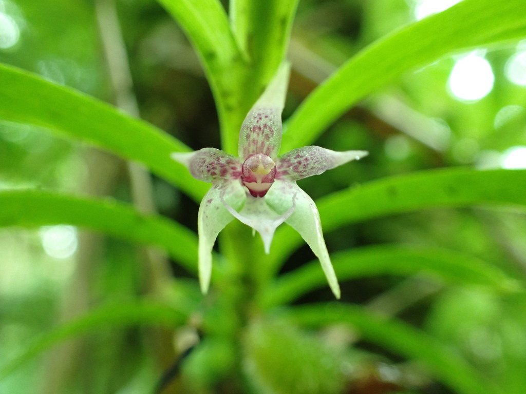 Dichaea panamensis