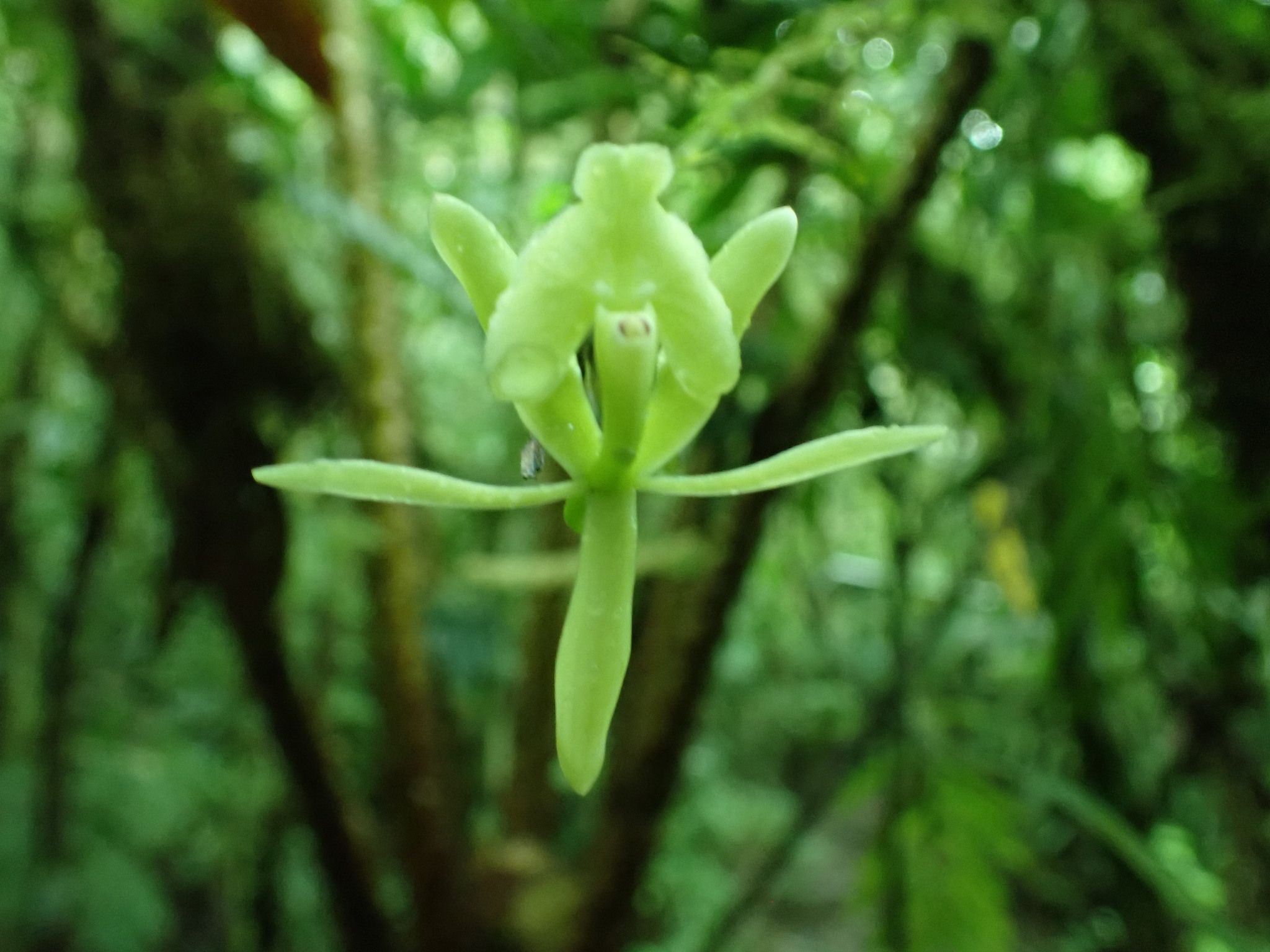 Epidendrum suinii Hágsater & Dodson