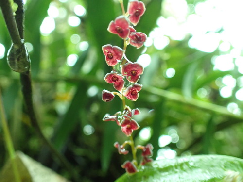 Stelis argentata