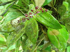 Stelis argentata, photograph (c) Josh Noseworthy, some rights reserved (CC BY)