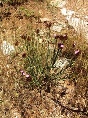 Dianthus andrzejowskianus
