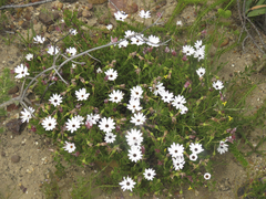 Dimorphotheca walliana